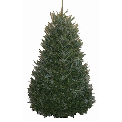 Indoor Fresh Christmas Trees at Lowes.c
